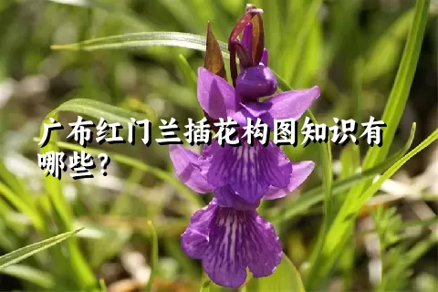 广布红门兰插花构图知识有哪些？