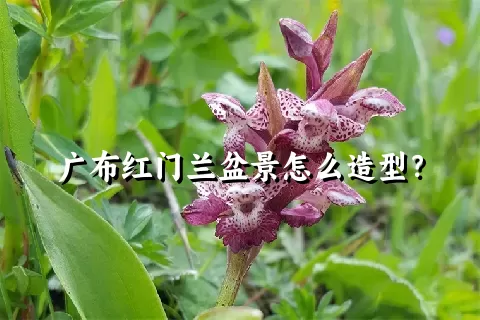 广布红门兰盆景怎么造型？