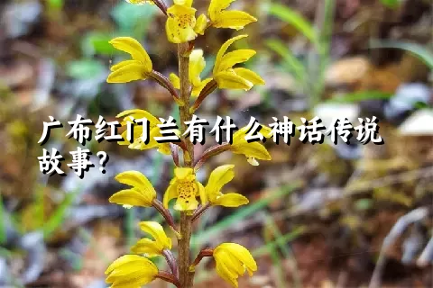 广布红门兰有什么神话传说故事？