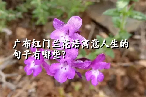 广布红门兰花语寓意人生的句子有哪些？