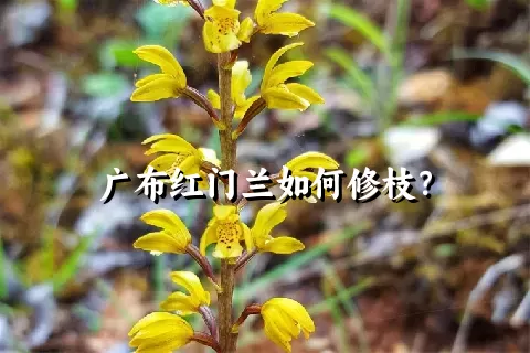 广布红门兰如何修枝？