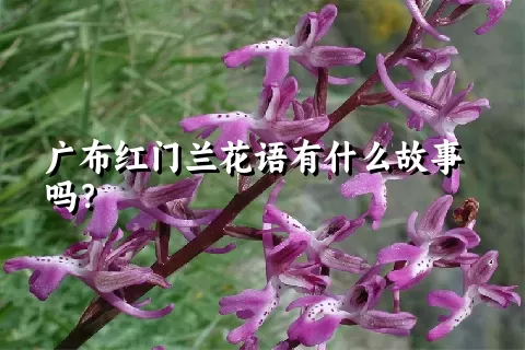 广布红门兰花语有什么故事吗？