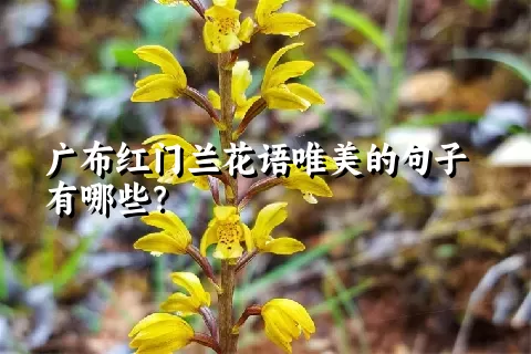 广布红门兰花语唯美的句子有哪些？