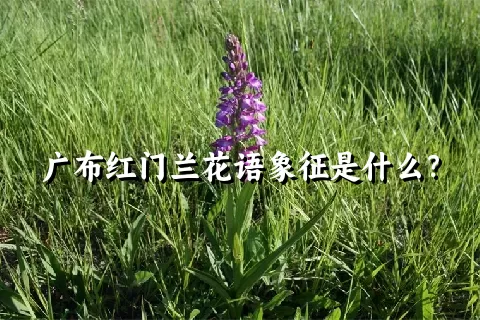 广布红门兰花语象征是什么？