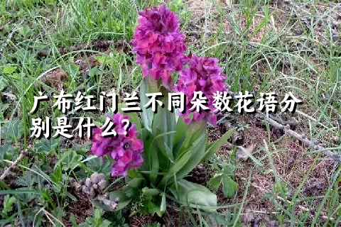 广布红门兰不同朵数花语分别是什么？