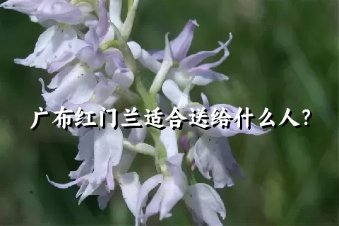 广布红门兰适合送给什么人？