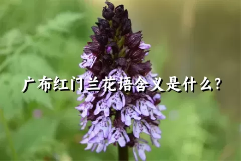 广布红门兰花语含义是什么？