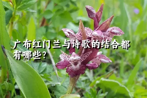 广布红门兰与诗歌的结合都有哪些？