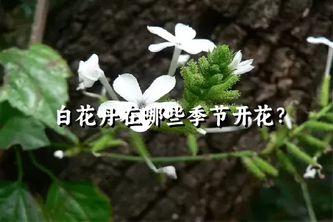 白花丹在哪些季节开花？