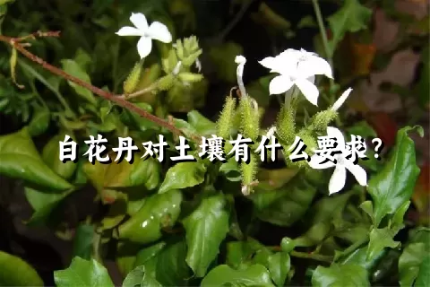 白花丹对土壤有什么要求？