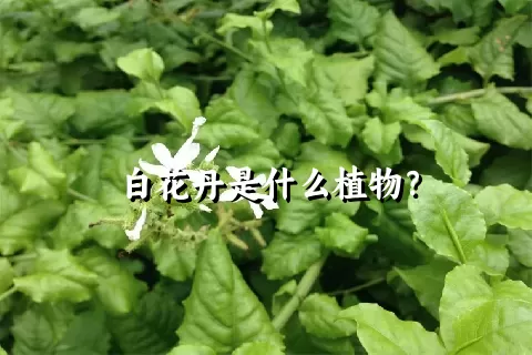 白花丹是什么植物？