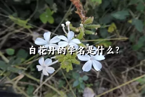 白花丹的学名是什么？