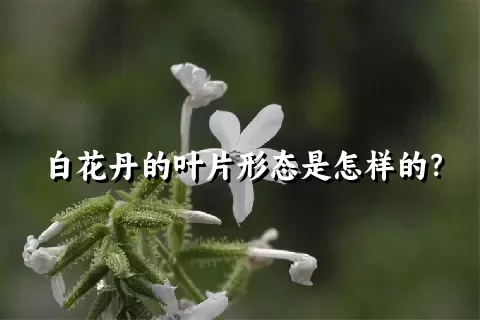 白花丹的叶片形态是怎样的？