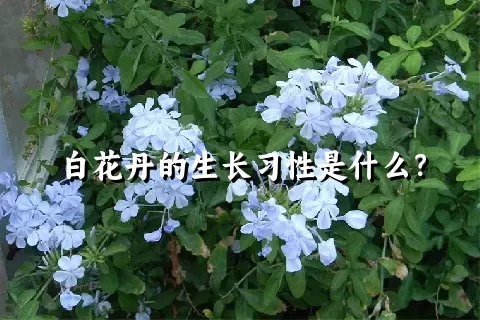 白花丹的生长习性是什么？