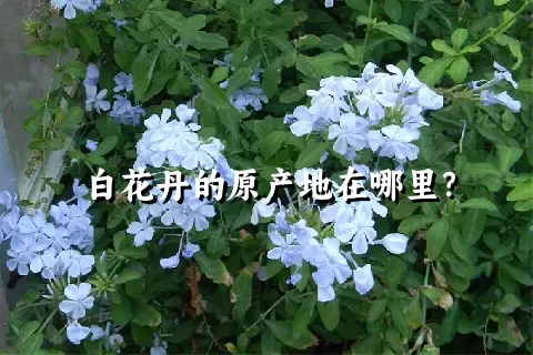 白花丹的原产地在哪里？