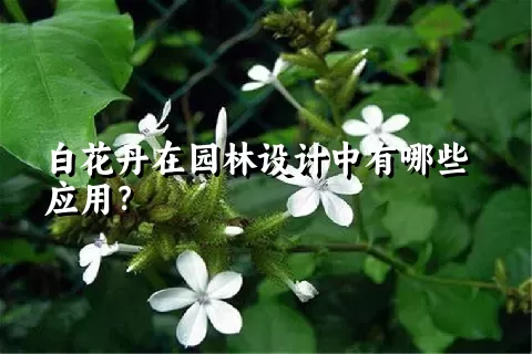 白花丹在园林设计中有哪些应用？