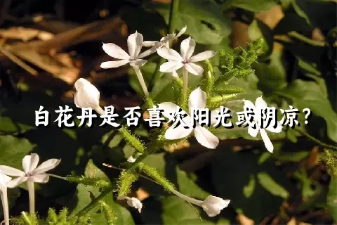 白花丹是否喜欢阳光或阴凉？