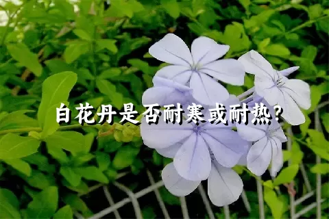 白花丹是否耐寒或耐热？