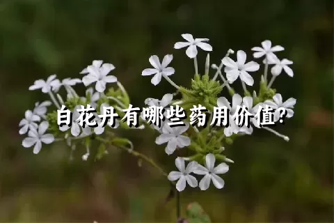 白花丹有哪些药用价值？