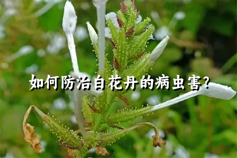 如何防治白花丹的病虫害？