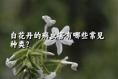 白花丹的病虫害有哪些常见种类？