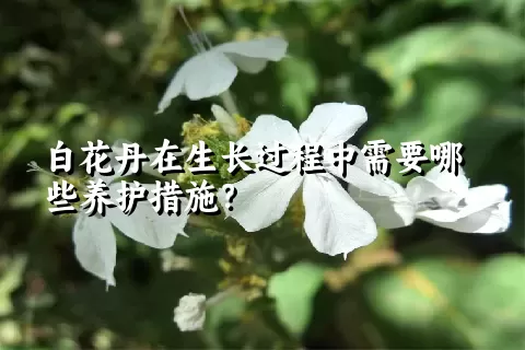 白花丹在生长过程中需要哪些养护措施？