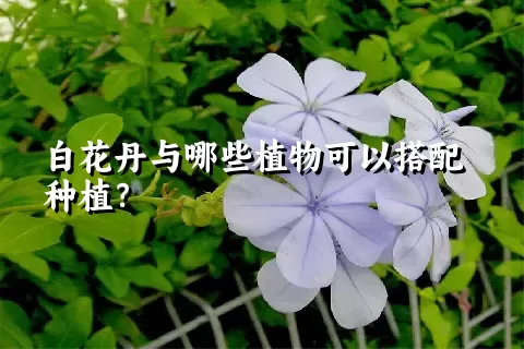 白花丹与哪些植物可以搭配种植？