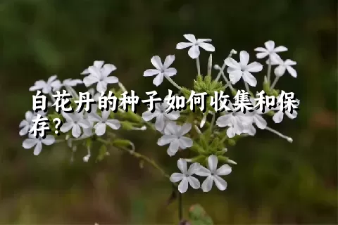 白花丹的种子如何收集和保存？