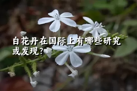 白花丹在国际上有哪些研究或发现？