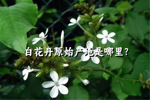 白花丹原始产地是哪里？