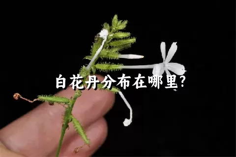 白花丹分布在哪里?