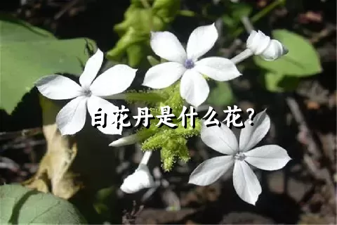 白花丹是什么花？