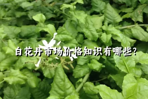 白花丹市场价格知识有哪些？