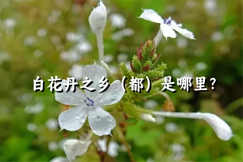 白花丹之乡（都）是哪里？