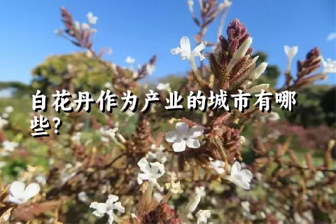 白花丹作为产业的城市有哪些？