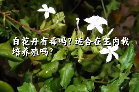 白花丹有毒吗？适合在室内栽培养殖吗？