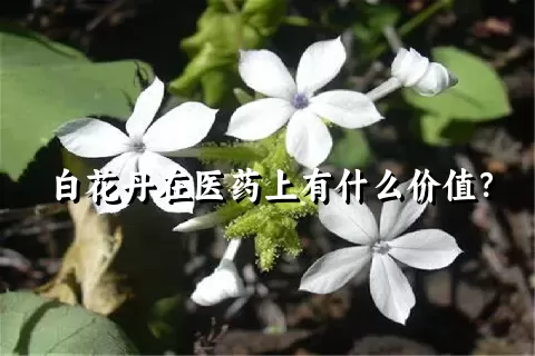 白花丹在医药上有什么价值？