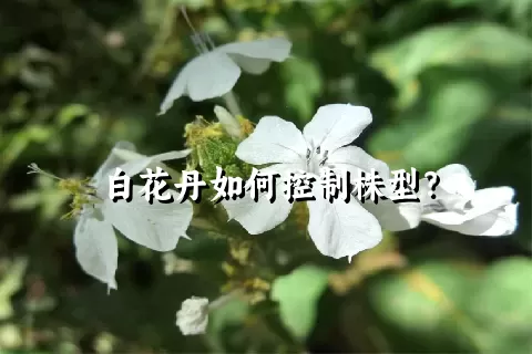 白花丹如何控制株型？