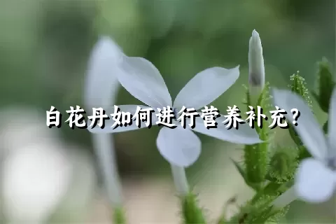 白花丹如何进行营养补充？