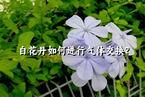 白花丹如何进行气体交换？