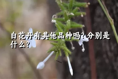 白花丹有其他品种吗？分别是什么？