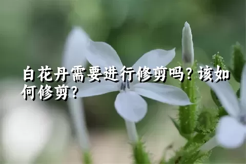 白花丹需要进行修剪吗？该如何修剪？