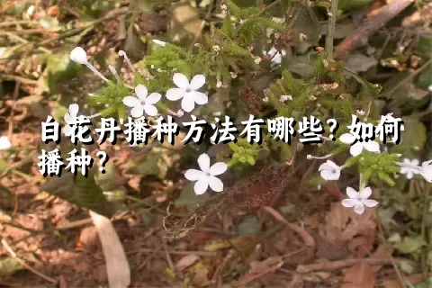 白花丹播种方法有哪些？如何播种？