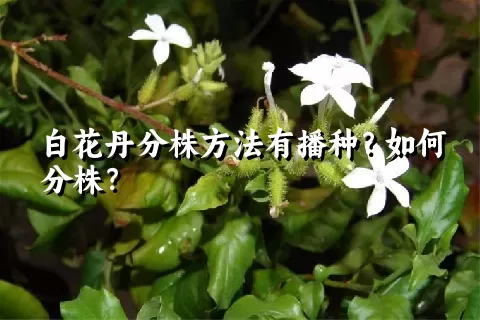 白花丹分株方法有播种？如何分株？