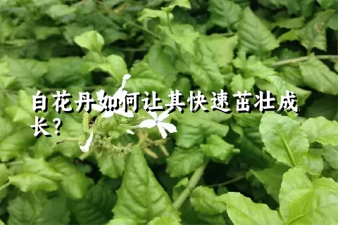 白花丹如何让其快速茁壮成长？