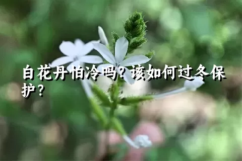 白花丹怕冷吗？该如何过冬保护？