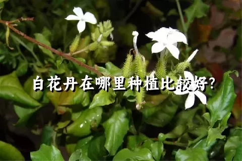 白花丹在哪里种植比较好？