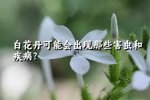 白花丹可能会出现那些害虫和疾病？