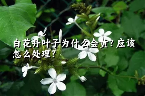 白花丹叶子为什么会黄？应该怎么处理？