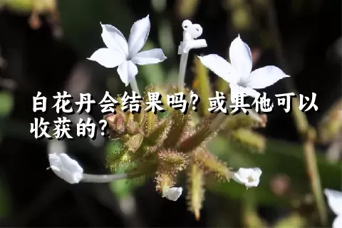 白花丹会结果吗？或其他可以收获的？